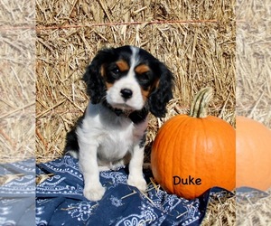 Cavalier King Charles Spaniel Puppy for Sale in WATERLOO, New York USA