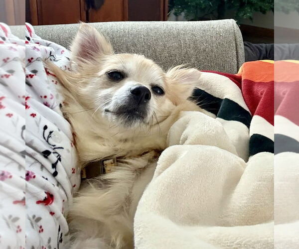 Medium Photo #18 Pomeranian-Unknown Mix Puppy For Sale in Fargo, ND, USA