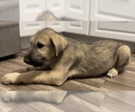 Small Photo #5 Irish Wolfhound Puppy For Sale in OWOSSO, MI, USA