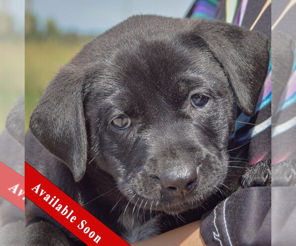 Medium Photo #1 American Bulldog-Chocolate Labrador retriever Mix Puppy For Sale in Huntley, IL, USA