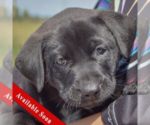 American Bulldog-Chocolate Labrador retriever Mix Dogs for adoption in Huntley, IL, USA