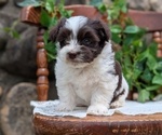 Small Photo #16 Havanese Puppy For Sale in GOSHEN, IN, USA