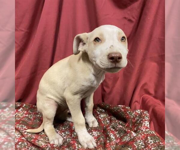 Medium Photo #1 Mutt Puppy For Sale in Modesto, CA, USA