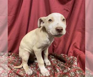 Mutt Dogs for adoption in Modesto, CA, USA