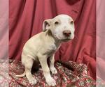 Small Mutt