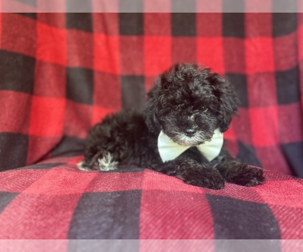 Medium Photo #3 YorkiePoo Puppy For Sale in LAKELAND, FL, USA