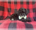 Small #2 YorkiePoo