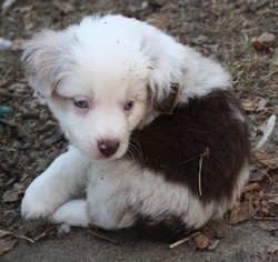 Miniature Australian Shepherd Puppy for sale in NORFOLK, NE, USA