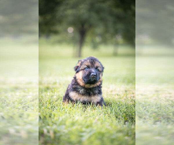 Medium Photo #2 German Shepherd Dog Puppy For Sale in NICHOLASVILLE, KY, USA