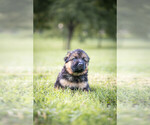 Small Photo #2 German Shepherd Dog Puppy For Sale in NICHOLASVILLE, KY, USA