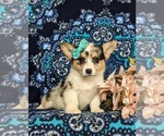 Small #2 Pembroke Welsh Corgi