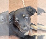 Small #3 Mutt