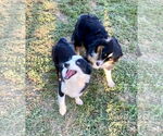 Small #2 Australian Shepherd