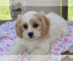 Small #2 Cavachon