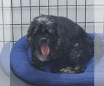 Small Cocker Spaniel