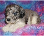 Small Photo #5 Miniature Labradoodle Puppy For Sale in LA HABRA, CA, USA