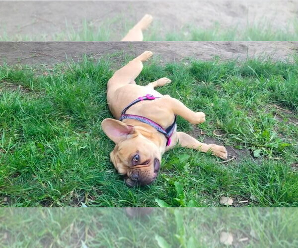 Medium Photo #4 French Bulldog Puppy For Sale in Brights Grove, Ontario, Canada