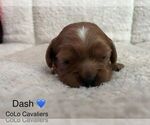 Puppy Dash Cavalier King Charles Spaniel