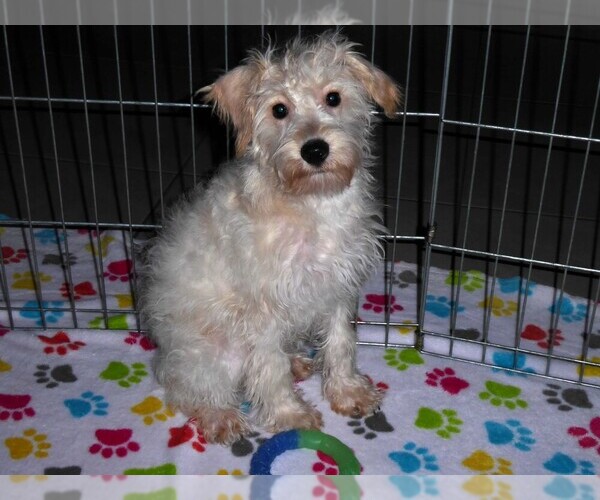 Medium Photo #6 Schnoodle (Miniature) Puppy For Sale in ORO VALLEY, AZ, USA