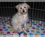 Small #5 Schnoodle (Miniature)