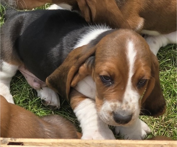 Medium Photo #34 Basset Hound Puppy For Sale in GREENLEAF, WI, USA