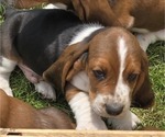 Small #9 Basset Hound