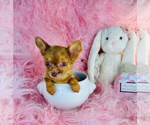 Chihuahua Puppy for sale in BOSTON, MA, USA
