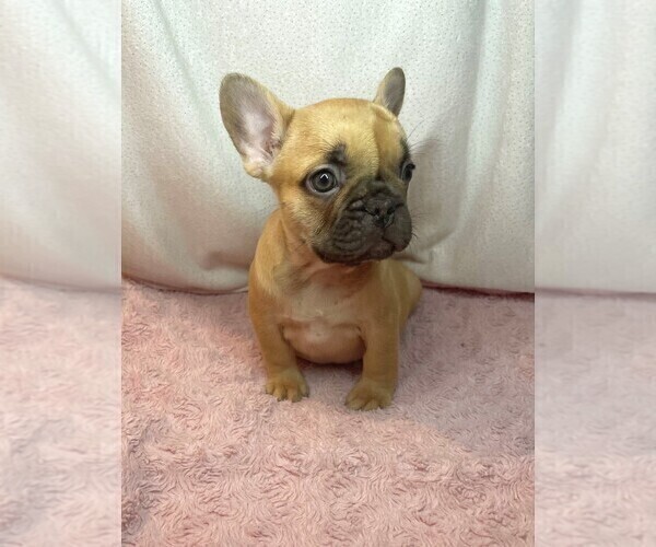 Medium Photo #4 French Bulldog Puppy For Sale in LUCAS, TX, USA