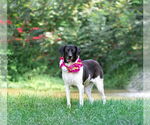 Small #6 Border Collie Mix