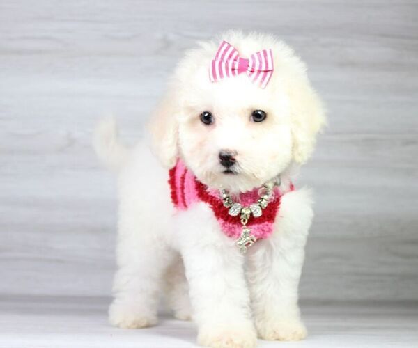 Medium Photo #25 Maltipoo Puppy For Sale in LAS VEGAS, NV, USA
