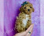 Small Photo #99 Poodle (Miniature) Puppy For Sale in WARSAW, IN, USA