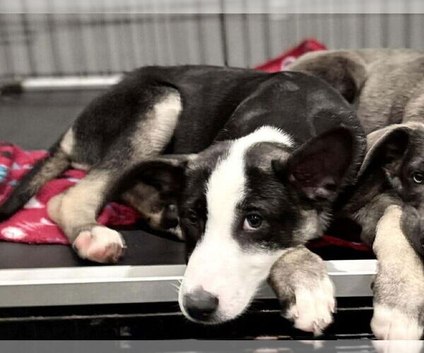 Medium Photo #2 Holland Shepherd-Unknown Mix Puppy For Sale in Imlay City, MI, USA