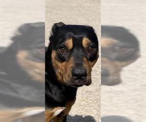 Rottweiler-Unknown Mix Dogs for adoption in Houston, TX, USA