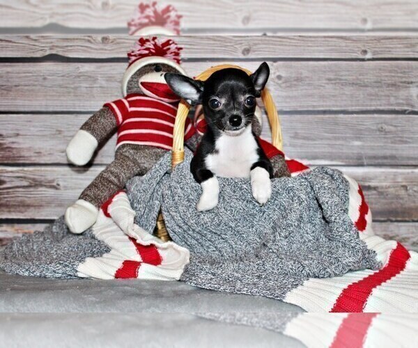 Medium Photo #6 Chihuahua Puppy For Sale in CHARLESTON, AR, USA