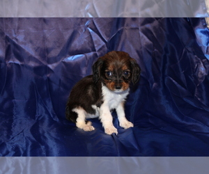 Dachshund Puppy for sale in BLOOMINGTON, IN, USA