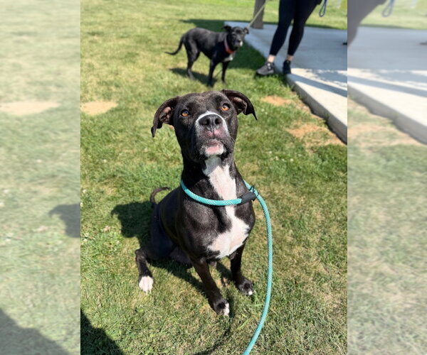 Medium Photo #3 American Staffordshire Terrier-Unknown Mix Puppy For Sale in Pierceton , IN, USA