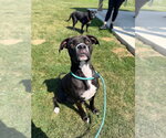 Small #2 American Staffordshire Terrier Mix