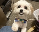 Small Photo #1 Zuchon Puppy For Sale in RICHLANDS, NC, USA
