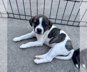 Willow - Female Chihuahua-Unknown Mix Dog for Adoption - Photo #2