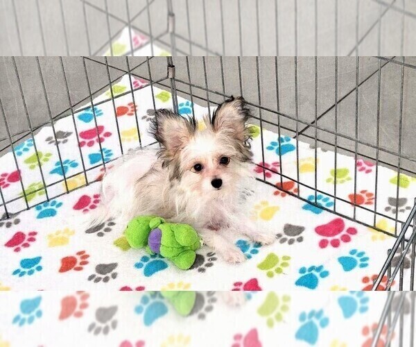 Medium Photo #9 Papitese Puppy For Sale in ORO VALLEY, AZ, USA