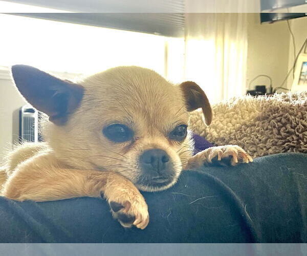Medium Photo #2 Chihuahua-Unknown Mix Puppy For Sale in Bellevue, WA, USA