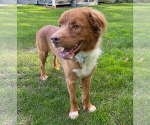 Mutt Dogs for adoption in Woodbury, NY, USA
