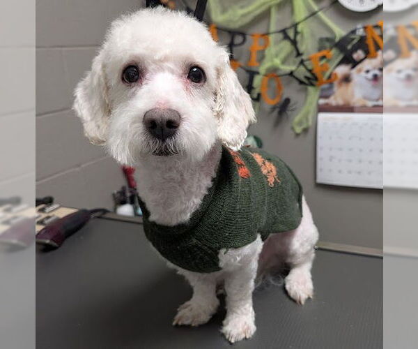 Medium Photo #1 Poodle (Miniature)-Unknown Mix Puppy For Sale in Las Vegas, NV, USA