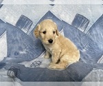 Small Photo #9 Goldendoodle Puppy For Sale in MC LEANSVILLE, NC, USA