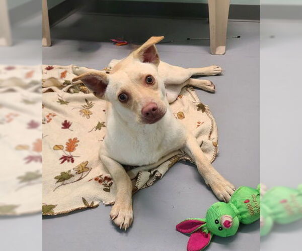 Medium Photo #1 Labrador Retriever Puppy For Sale in Lake City, MI, USA