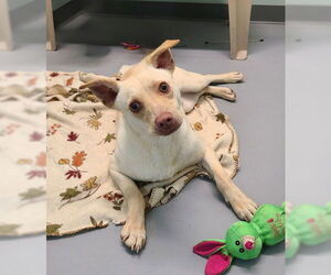 Labrador Retriever Dogs for adoption in Lake City, MI, USA