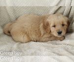 Small Photo #2 Golden Retriever Puppy For Sale in UNICOI, TN, USA