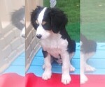 Small Photo #35 Australian Shepherd-Cavalier King Charles Spaniel Mix Puppy For Sale in HOWLAND, OH, USA