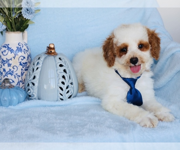 Medium Photo #2 Goldendoodle (Miniature) Puppy For Sale in GIRARD, KS, USA