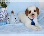 buddy - Male Goldendoodle (Miniature) Puppy for Sale - Photo #2
